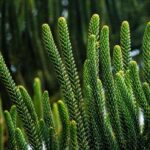 is norfolk island pine an monocot or dicot