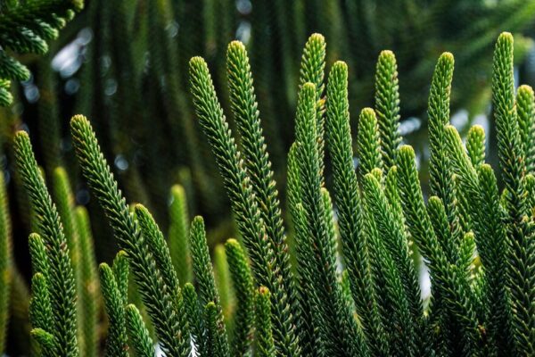 is norfolk island pine an monocot or dicot