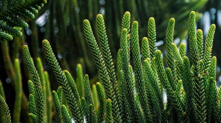 is norfolk island pine an monocot or dicot