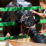 what is the highest livestock species in chattiooga g