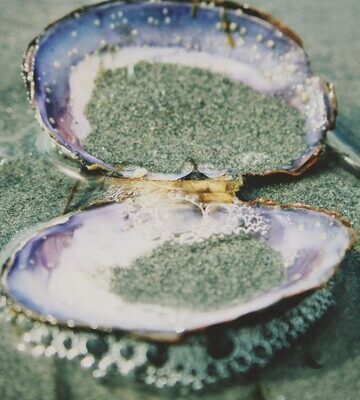 abalone shell